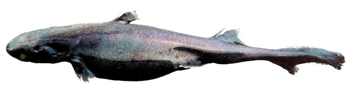 Etmopterus spinax_022229.jpg